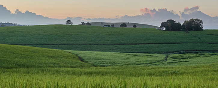 A sugarcane field belonging to the Tongaat Hulett group. Picture: tongaat.com