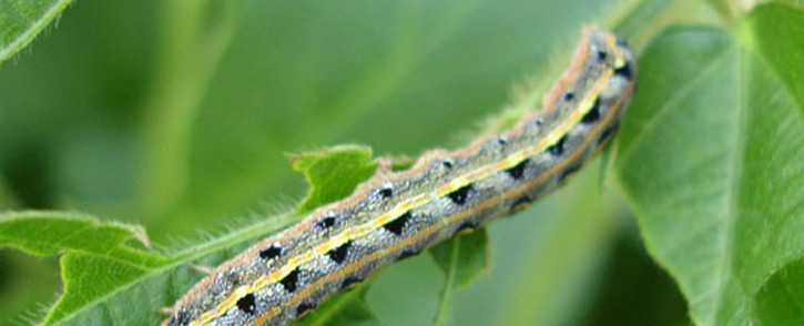 FILE: An armyworm. Picture: pixabay.com