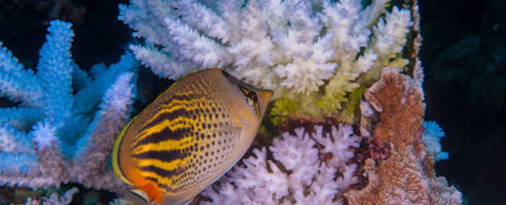  Coral has been bleached for two consecutive years by warming sea temperatures on Australia's Great Barrier Reef with "zero prospect" of recovery, scientists said on April 10, 2017, blaming climate change for the large-scale destruction. Picture: ARC Centre of Excellence for Coral Reef Studies/Ed Roberts.