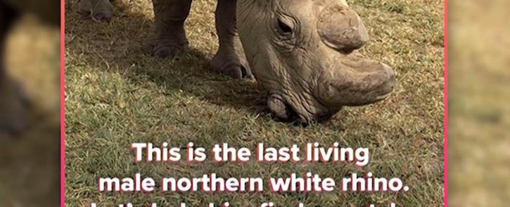 Sudan, the last remaining male northern white rhino, takes to the dating app, looking to hook up to save his species.  Picture: CNN