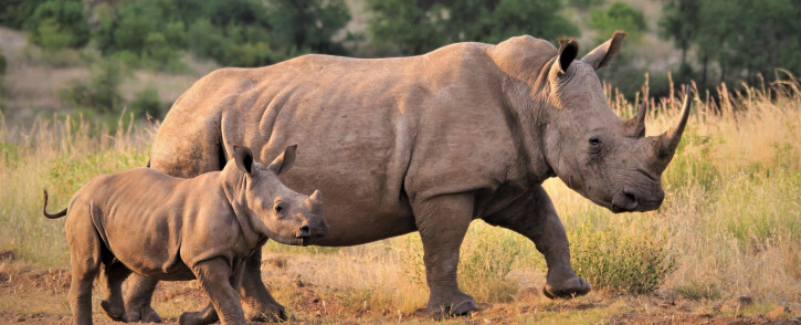 FILE: TB has been detected in about 15% of the park's rhino population and both black and white rhinos have been affected.   Picture: Pixabay.com