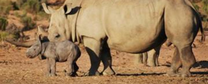 FILE: A rhino and calf at the Aquila Private Game Reserve. Picture: Supplied.