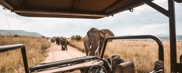 Elephants on an African safari game drive. Picture: Unsplash