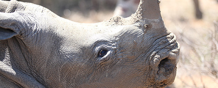 A rhino calf waits to be relocated following the death of its mother. Picture: Taurai Maduna/EWN.