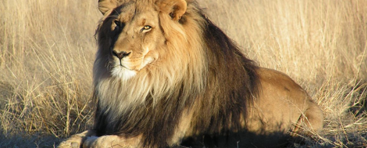 Lion. Picture: Wikimedia Commons.