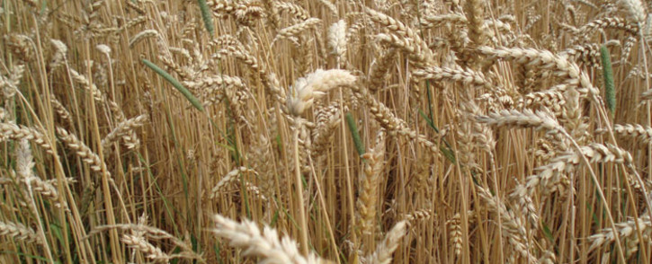 Grain. Picture: freeimages.com
