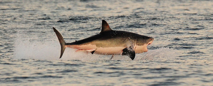 FILE: A great white shark jumps out of the water as it hunts Cape fur seals near False Bay, in 2010. Picture: AFP 