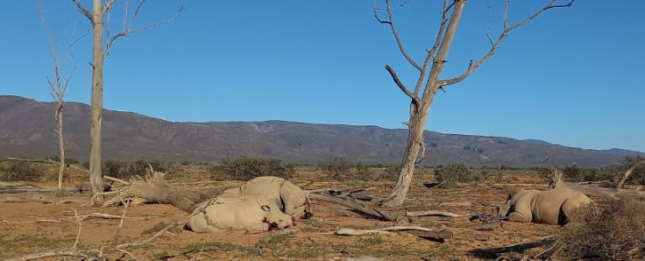 Four rhinos have been killed at Inverdoorn Private Game Reserve. Image:  Aquila Collection website. 