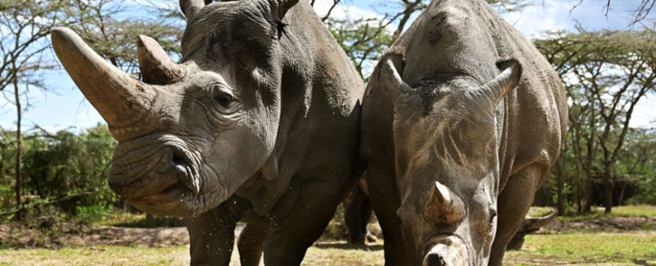 This file photo taken on 28 May 2019 shows the world's last female pair of Northern White Rhinoceros, Najin (L) with her daughter Fatu in their enclosure at Ol Pejeta Conservancy at Laikipia's county headquarters, Nanyuki. Specialists will meet in Geneva from 17 August 2019. Picture: AFP