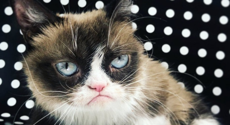 Grumpy Cat internet legend dies