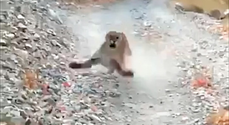 Watch Hikers Terrifying Encounter With An Aggressive Cougar Goes Viral 5062