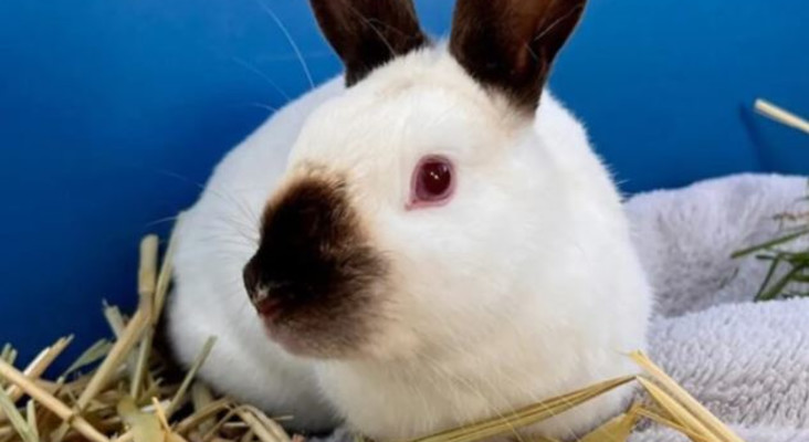 Cinnabun the rabbit is looking for a home. Will YOU adopt her?