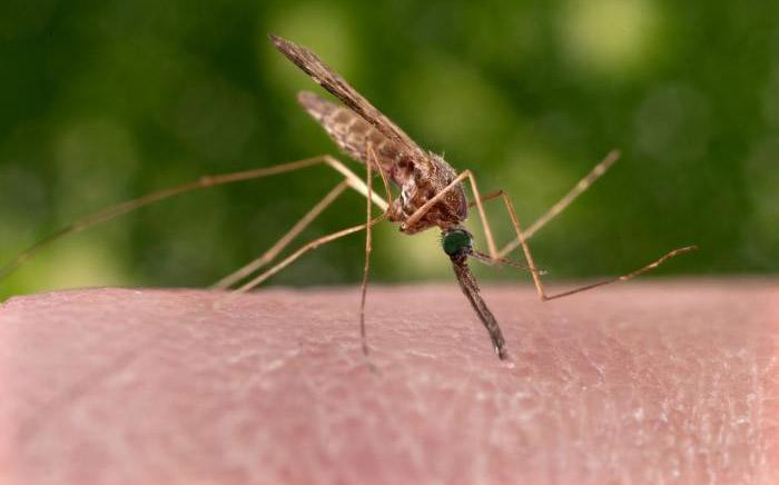 FILE: A feeding female 'Anopheles sinensis' mosquito on a human hand. Picture: CDC/James Gathany.