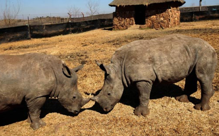 Environmental Affairs Minister Edna Molewa says rhino poaching is a threat to SA’s security. Picture: EWN