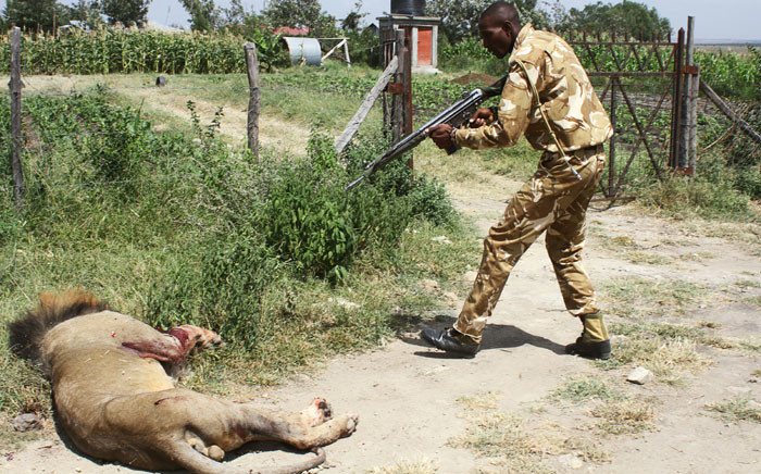 A ranger of Kenya Wildflife Serive (KWS) shoots a lion after it ran away from the Nairobi National Park in Nairobi on 30 March 2016. Picture: AFP/ STRINGER