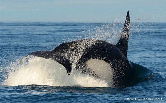 Killer whale. Picture: Dave Hurwitz/ Simon's Town Boat Company