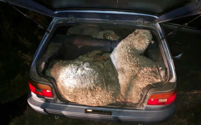One of the six sheep is seen in the boot of a Toyota Tazz. Picture: SAPS.
