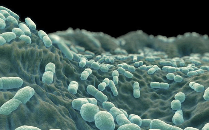 A view of the listeria bacteria. Picture: National Institute for Communicable Diseases.