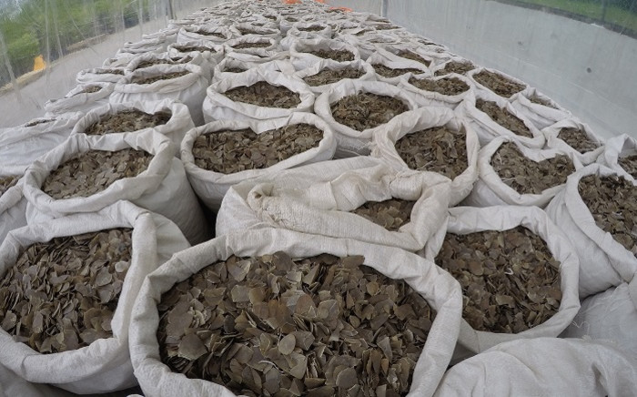 This handout photo released by Singapore's National Parks Board on 10 April 2019 and taken on 8 April 2019 shows confiscated sacks of pangolin scales in a holding area in Singapore. Picture: AFP