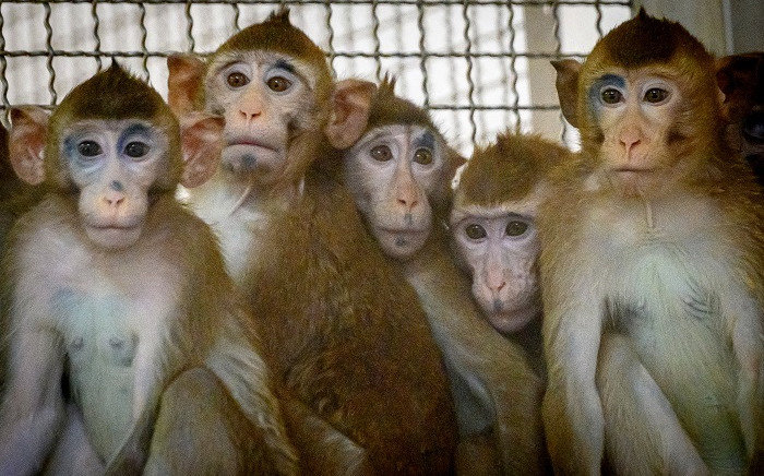 Cynomolgus monkeys. Picture: AFP