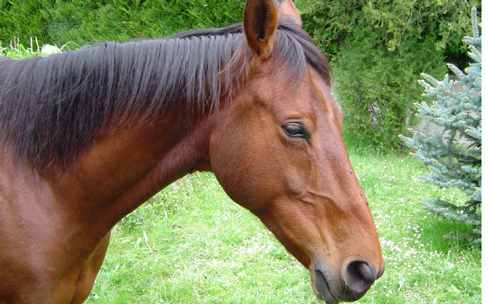 The man reportedly tried to board two trains in the state of Styer with his horse named Frieda.