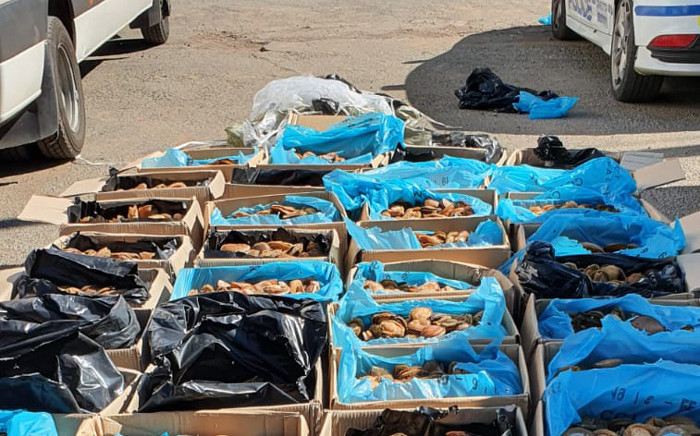 The Hawks in the Northern Cape together with the Department of Agriculture Forestry and Fisheries arrested two foreign nationals, aged 38 and 52, on Tuesday, 25 February 2020 for being in possession of abalone valued at R7 million. Picture: @SAPoliceService/Twitter
