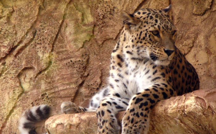 Leopard. Picture: freeimages.com