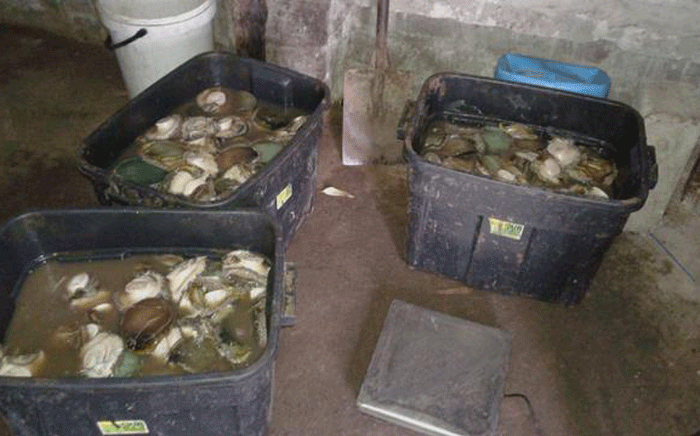 FILE: A 37-year-old man was arrested in Blue Downs with 2,779 units of shucked abalone weighing 423kg recovered. Picture: Twitter @SAPoliceService.