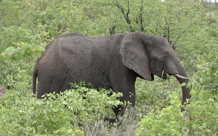An elephant at the Kruger National Park. Picture: Louise McAuliffe/EWN.