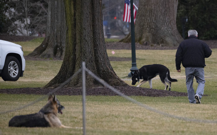 FILE: The Biden's dogs Champ and Major are seen on the South Lawn of the White House in Washington, DC, on 25 January 2021. Picture: AFP