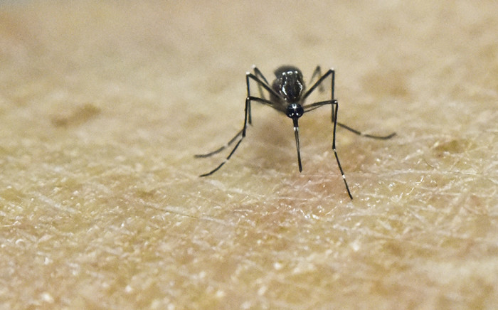 A file photo shows an Aedes Aegypti mosquito sitting on human skin. Picture: AFP