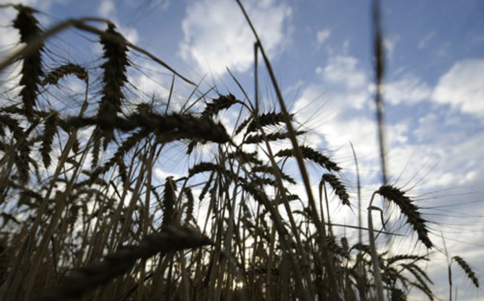 FILE: Wheat farming. Picture: AFP