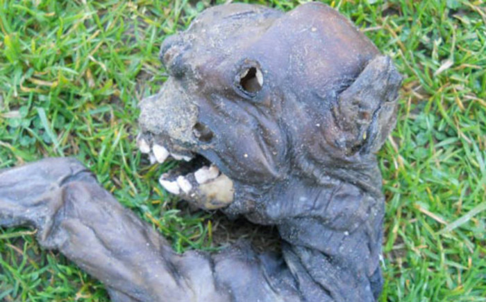 Vets have confirmed that the creature found in the Garden Route town is not an alien.