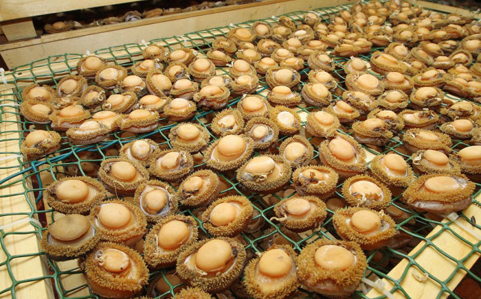 FILE: Abalone seized at a processing facility in Goodwood. Picture: Twitter/@SAPoliceService