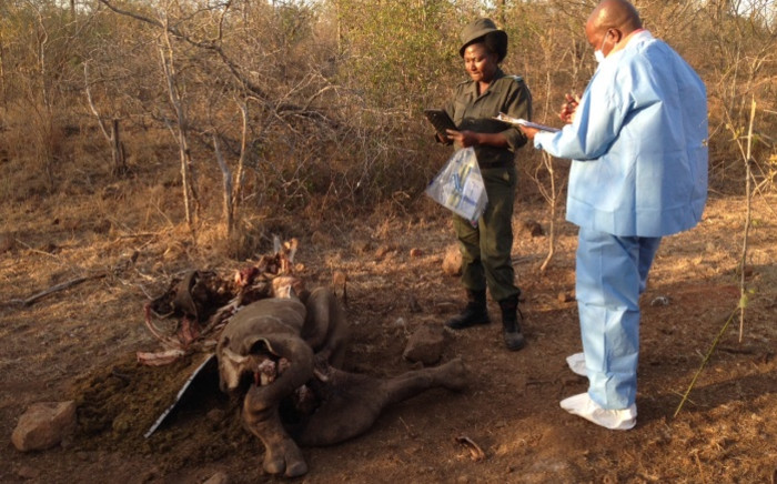 FILE: A dead juvenile rhino in the Kruger National Park. Picture: EWN.