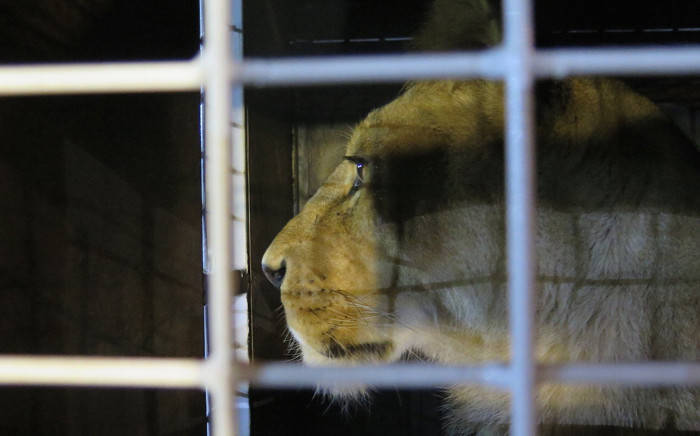 Thirty-three abused rescued lions arrived at OR Tambo airport on 30 April 2016, from where they were transported to their new home in natural enclosures at Emoya Big Cat Sanctuary in Limpopo. Picture: Louise McAuliffe