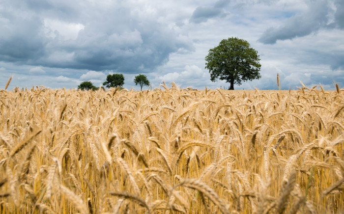 FILE: Ukraine stands to lose millions of tons of grain due to Russia's blockade of its black sea ports. Picture: Pixabay