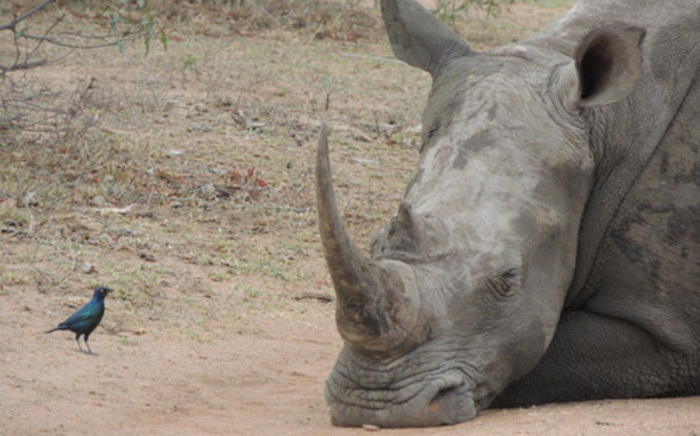 More than 1,000 rhino were poached for their horns in South Africa in 2013. Picture: Big Game Parks.