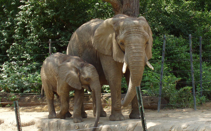Elephants. Picture: Freeimages.com