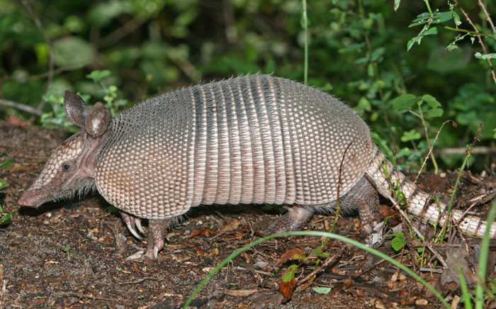 The man shot an armadillo in his yard and the bullet ricocheted into his face. Picture: Birdphotos.com/Wikipedia