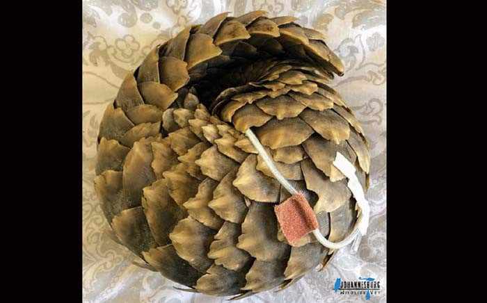 A baby pangolin being cared for at the Johannesburg Wildlife Veterinary Hospital. Picture: @johannesburgwildlifevet/Facebook

