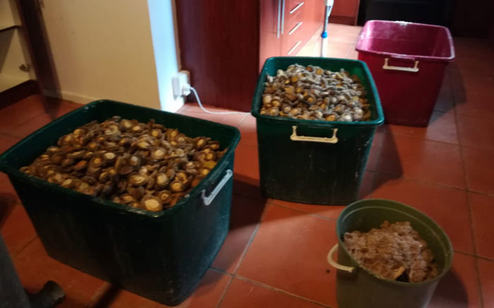 The abalone seized in a joint operation on 27 August 2019. Picture: @SAPoliceService/Twitter