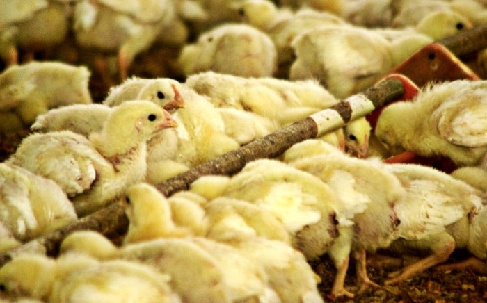 A chicken farm. Picture: Freeimages.com