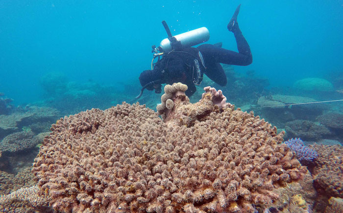 An undated handout photo shows a scientist assessing coral mortality on Zenith Reef in the Great Barrier Reef. Picture: ARC Centre of Excellence for Coral Reef Studies/AFP