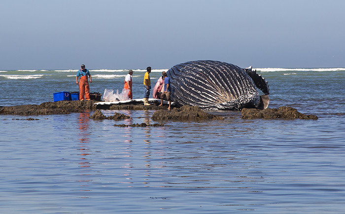 A dead humpback whale washed ashore at Strand beach on 23 December 2015. Picture: Aletta Harrison/EWN