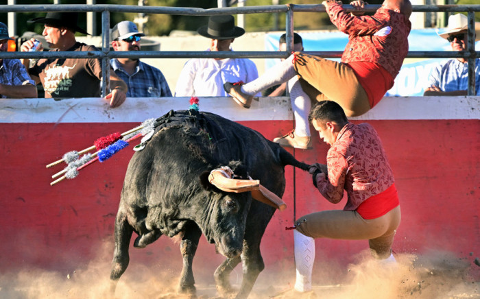 California's Portuguese community keeps bullfighting alive without