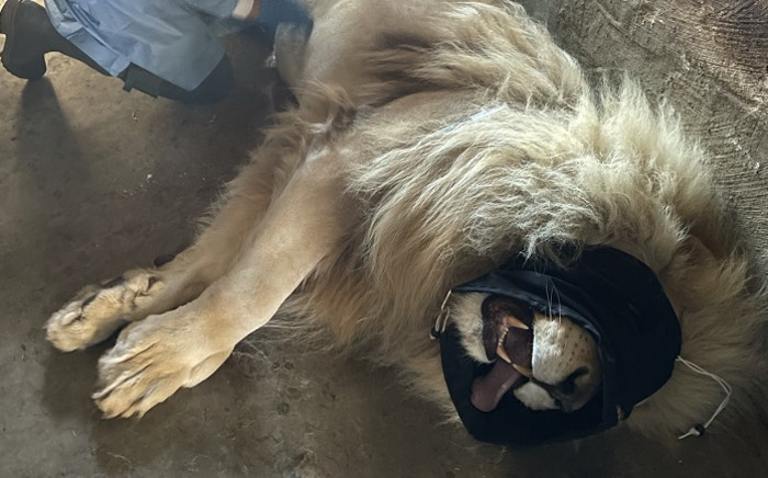 In June, veterinarians tested samples from lions experiencing breathing difficulties and found that they had coronavirus. Picture: Supplied.