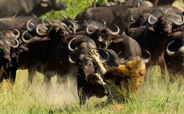 A lion was attacked by a herd of about 300 buffalo at the Kruger National Park. Picture: Lyle Gregg.