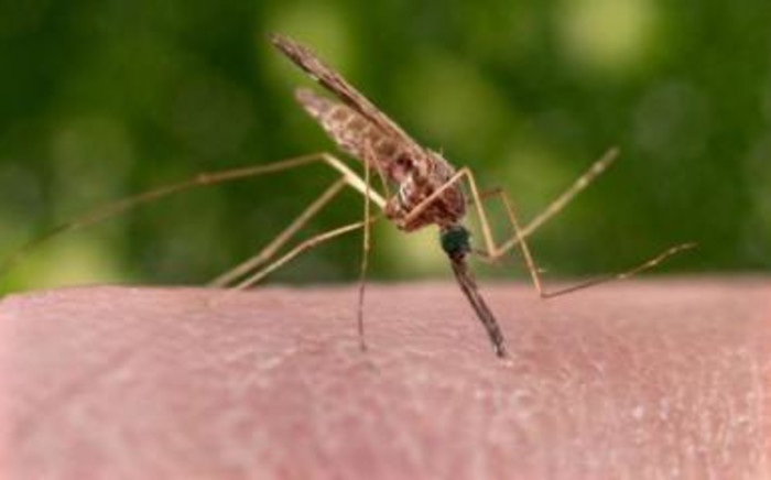 A feeding female 'Anopheles sinensis' mosquito on a human hand. Picture: CDC/James Gathany.