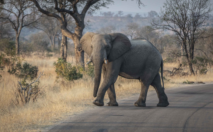 FILE: An elephant crosses the road in Kruger National Park. Picture: Abigail Javier/Eyewitness News.